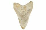 Bargain, Fossil Megalodon Tooth - Georgia #338833-1